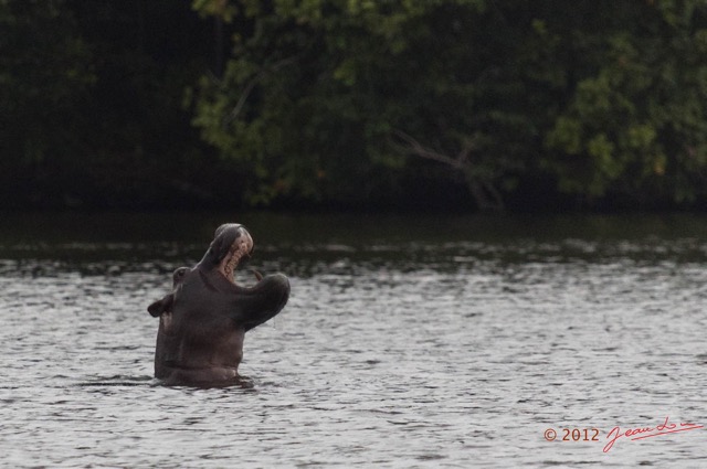 217 LOANGO Inyoungou Lagune Ngove Hippopotame Hippopotamus amphibius 12E5K2IMG_79531awtmk.jpg